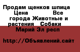Продам щенков шпица › Цена ­ 20 000 - Все города Животные и растения » Собаки   . Марий Эл респ.